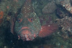 Cephalopholis sonnerati