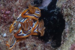 Hypselodoris regina