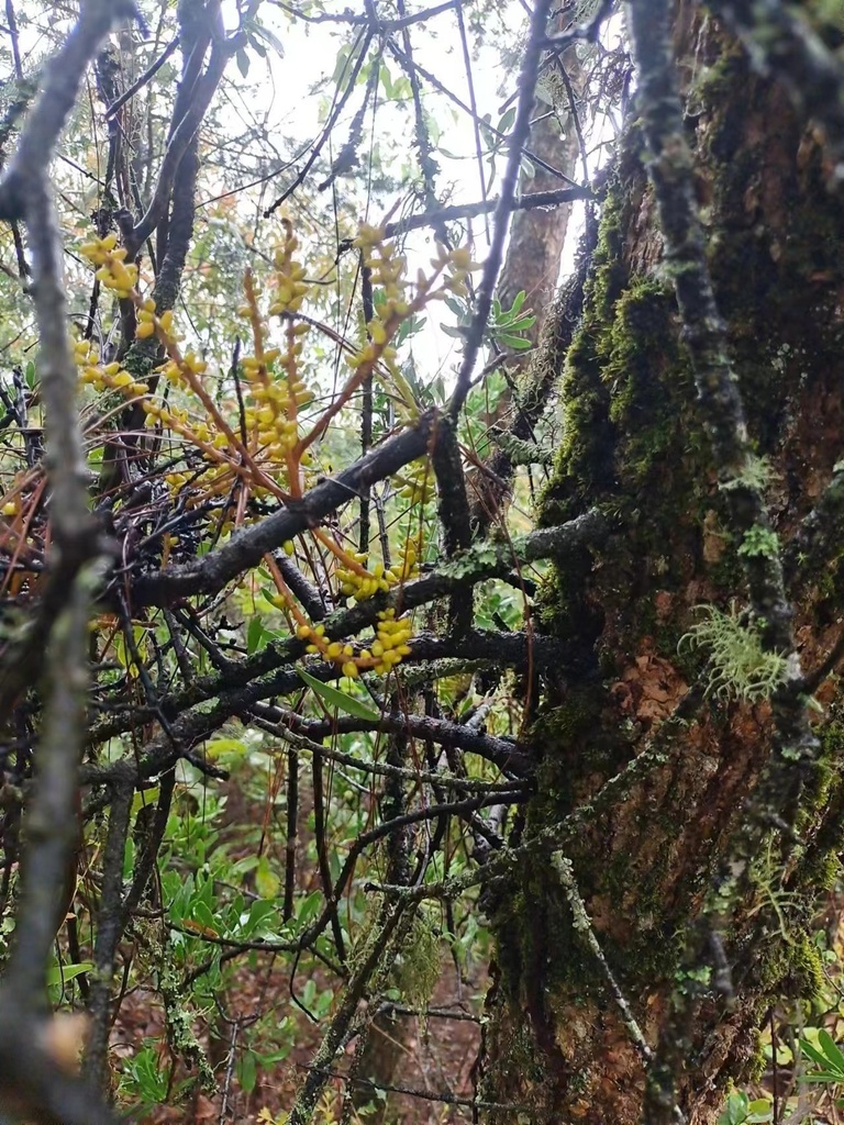 Phacellaria rigidula (Phacellaria rigidula)