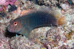 Cirripectes stigmaticus