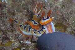 Hypselodoris regina