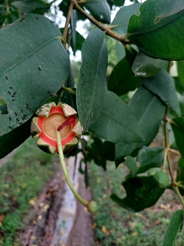 Sonneratia caseolaris