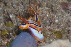 Hypselodoris regina
