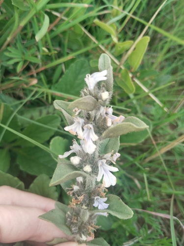 Ajuga ophrydis, photograph 5