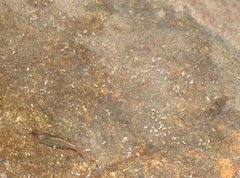Caridina cantonensis