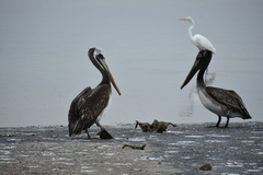 Pelecanus occidentalis