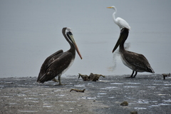 Pelecanus occidentalis