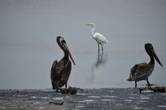Pelecanus occidentalis
