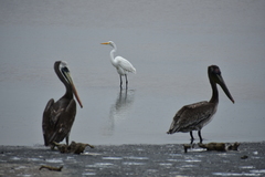 Pelecanus occidentalis