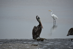 Pelecanus occidentalis
