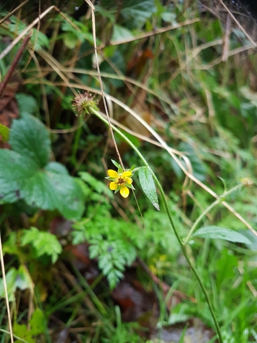 Wood Avens