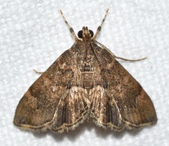 Hymenia