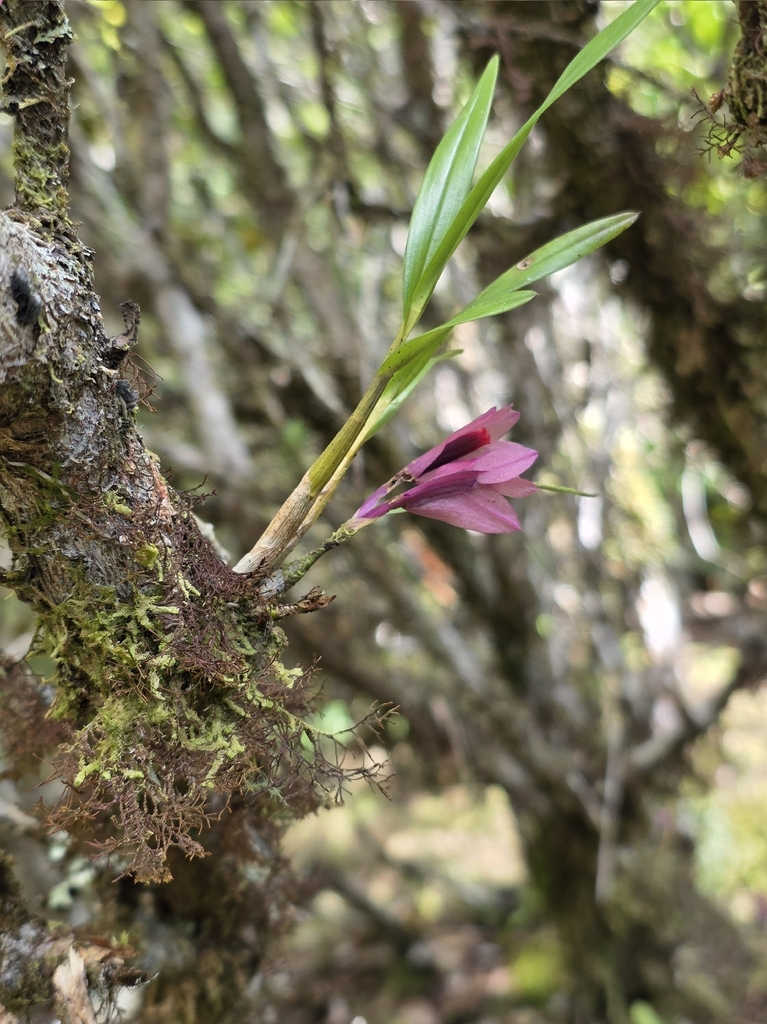 Dendrobium vexillarius
