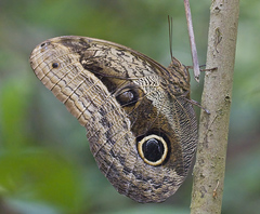 Caligo placidianus