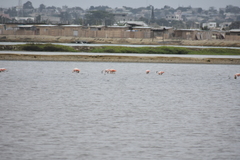 Phoenicopterus chilensis