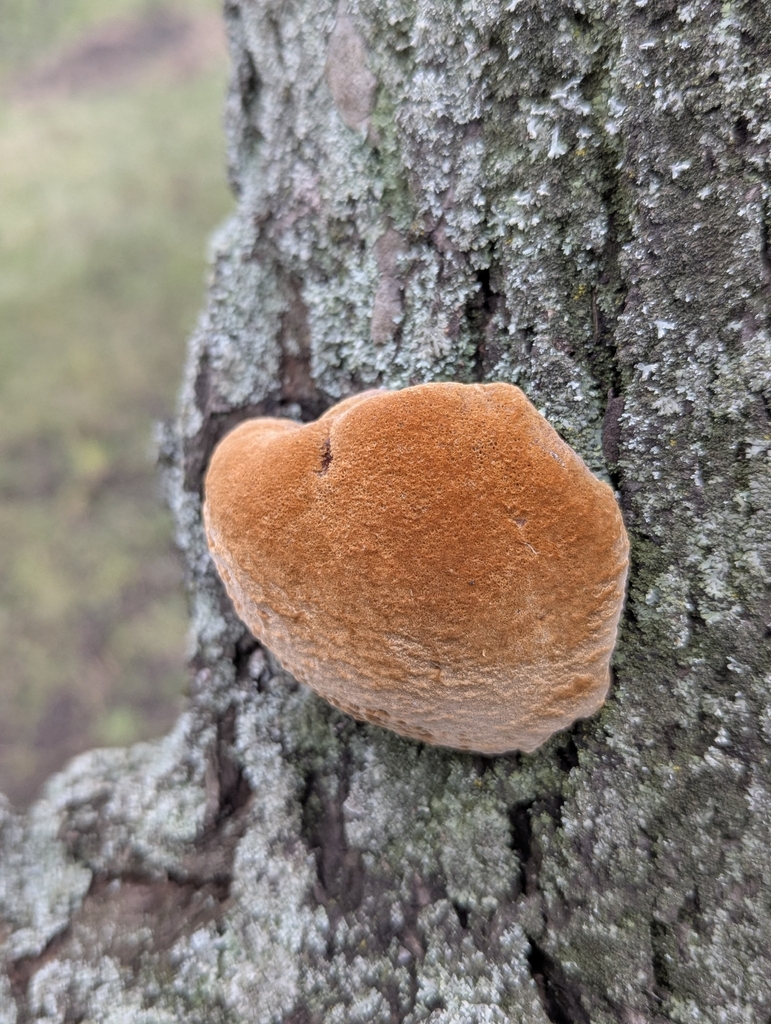 Phellinus pomaceus · December 2025 · photo: © iryna_m (iNaturalist, cc-by)