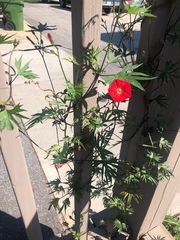 Ipomoea × multifida