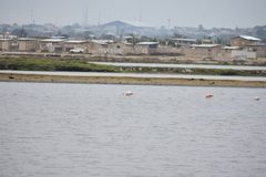 Phoenicopterus chilensis