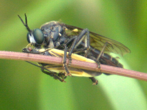 violet black-legged robber fly, Schinveld, Nederland, photo 3 of 10