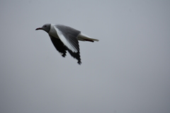 Chroicocephalus cirrocephalus