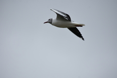 Chroicocephalus cirrocephalus