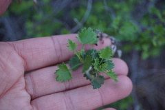 Pleurocoronis laphamioides