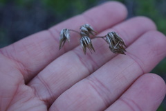 Pleurocoronis laphamioides