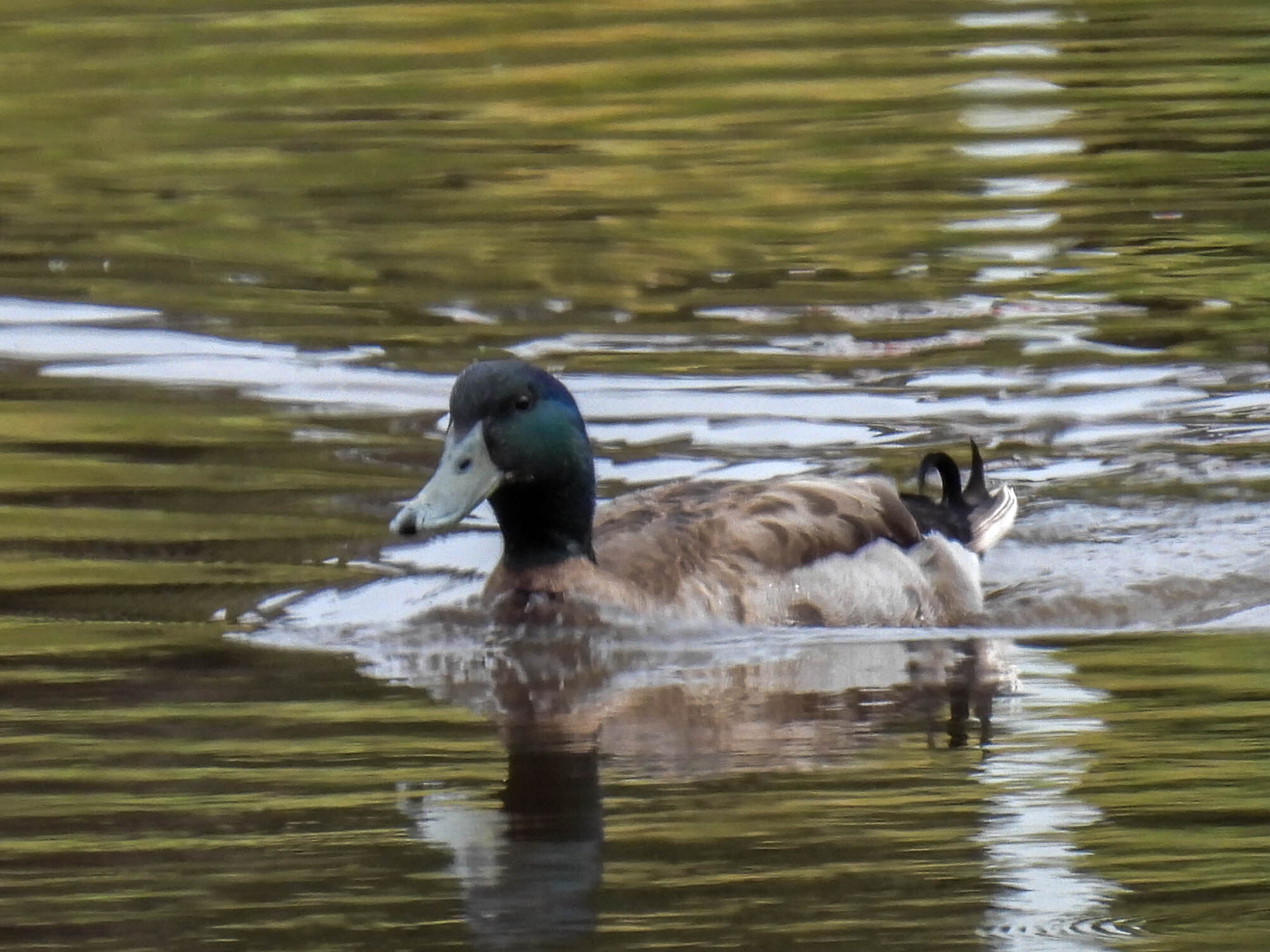 Anas platyrhynchos f. domesticus