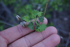 Pleurocoronis laphamioides