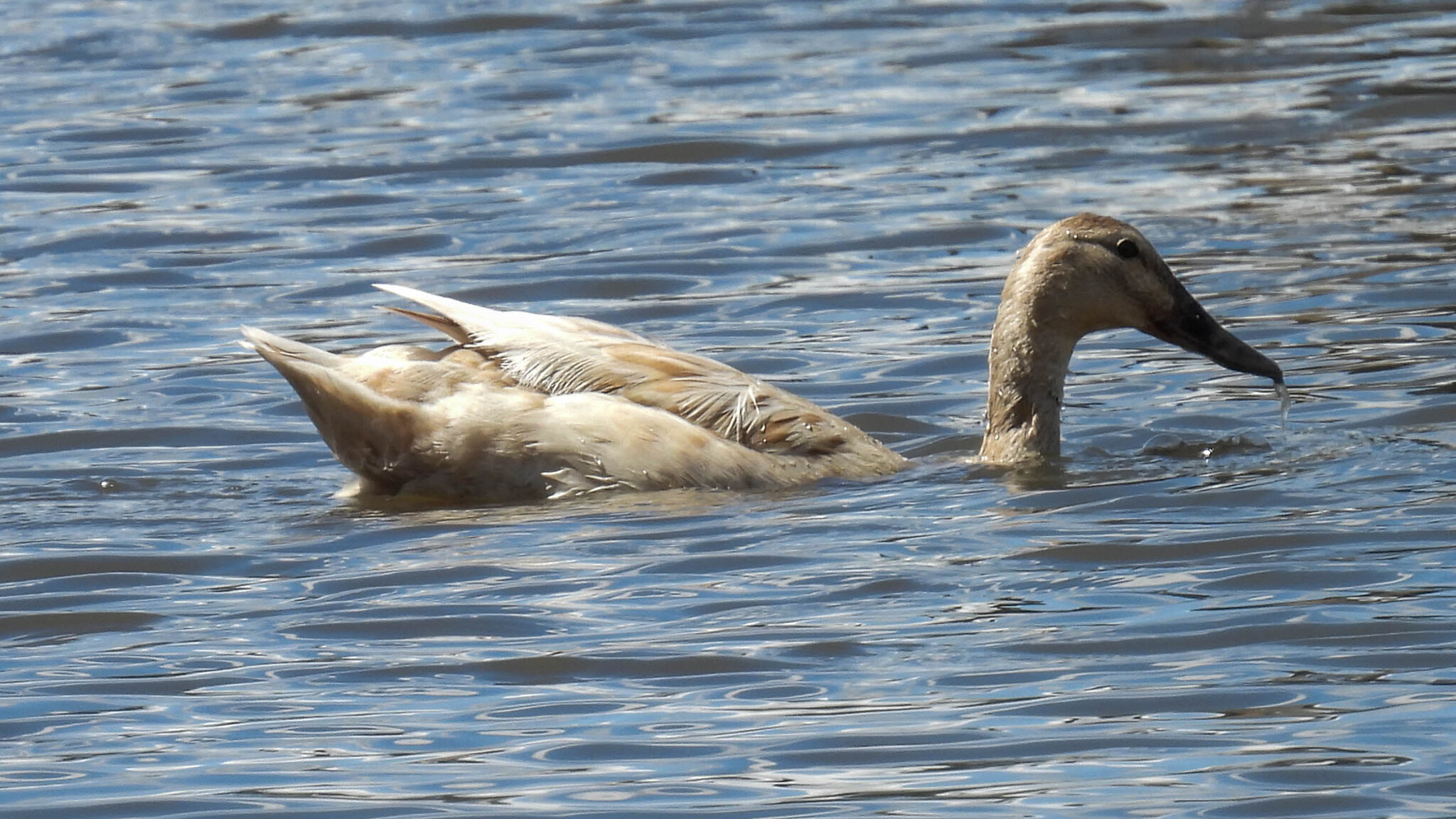Anas platyrhynchos f. domesticus