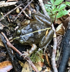 Eupsophus emiliopugini