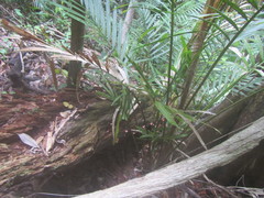 Mycena roseilignicola