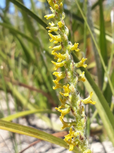 Miniflower Hair Orchid (Holothrix brevipetala)