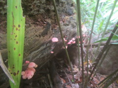 Mycena roseilignicola