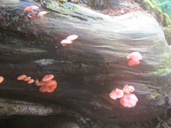 Mycena roseilignicola