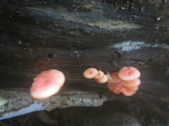 Mycena roseilignicola