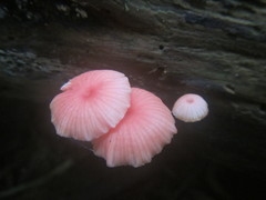 Mycena roseilignicola