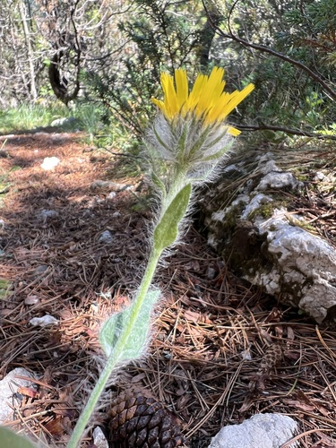 Shaggy Hawkweed (Hieracium villosum)
