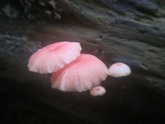 Mycena roseilignicola