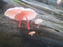 Mycena roseilignicola