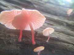 Mycena roseilignicola