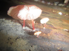 Mycena roseilignicola