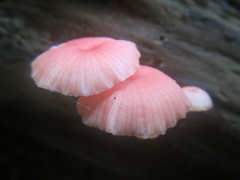 Mycena roseilignicola