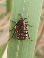 Elaphinis delagoensis