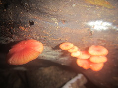 Mycena roseilignicola