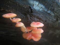 Mycena roseilignicola