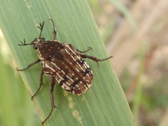 Elaphinis delagoensis