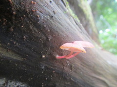 Mycena roseilignicola