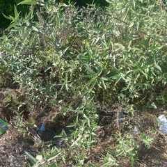 Ambrosia ambrosioides