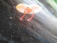 Mycena roseilignicola